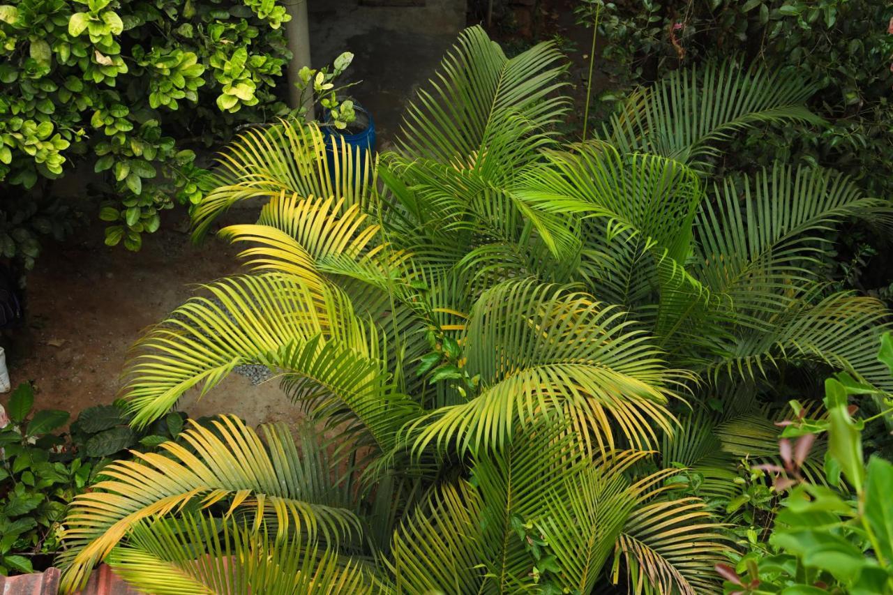 Copperhill- A Luxury Homestay Madikeri Eksteriør billede